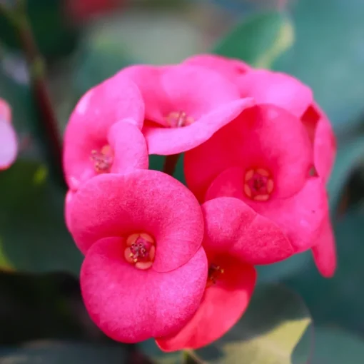 Crown of Thorns Flower Plant Pink Euphorbia Milii Live Plant 5-6 Inches Rooted Cactus