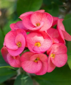 Crown of Thorns Flower Plant Pink Euphorbia Milii Live Plant 5-6 Inches Rooted Cactus