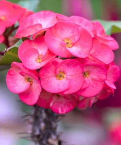 Crown of Thorns Flower Plant Pink Euphorbia Milii Live Plant 5-6 Inches Rooted Cactus