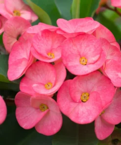 Crown of Thorns Flower Plant Pink Euphorbia Milii Live Plant 5-6 Inches Rooted Cactus