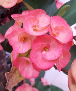 Crown of Thorns Flower Plant Pink Euphorbia Milii Live Plant 5-6 Inches Rooted Cactus
