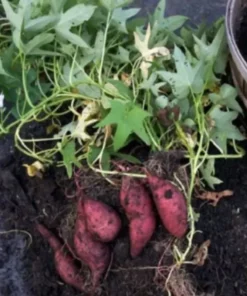 Cuban Boniato Plants - 3 Plants of Cuban Sweet Potato Vines