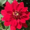 Dahlia Cancun Starter Plant - 4-9" Tall in 4" Pot - Bright Blooms - Red Dahlia Live Plant - Ship No Pot
