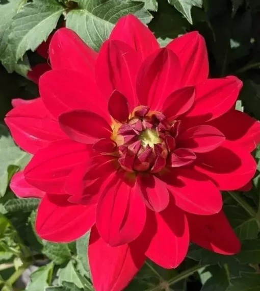 Dahlia Cancun Starter Plant - 4-9" Tall in 4" Pot - Bright Blooms - Red Dahlia Live Plant - Ship No Pot