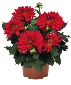 Dahlia Cancun Starter Plant - 4-9