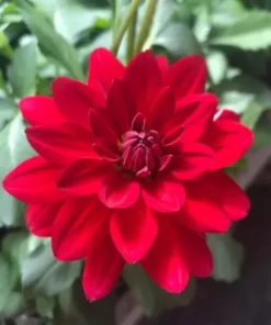 Dahlia Cancun Starter Plant - 4-9