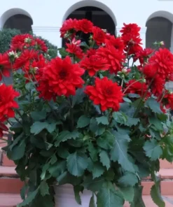 Dahlia Cancun Starter Plant - 4-9