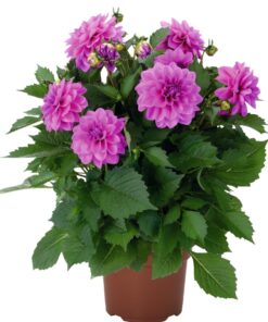 Dahlia Hypnotica Lavender Starter Plant 4-9″ Tall in 4″ Pot – Lavender Flower – Flowering Plant – Ship No Pot