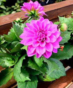 Dahlia Hypnotica Lavender Starter Plant 4-9″ Tall in 4″ Pot – Lavender Flower – Flowering Plant – Ship No Pot