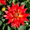 Dahlia Megaboom Fire Starter Plant 4-9" Tall in 4" Pot - Red Blooms - Live Plant Ship No Pot - Summer Flowers