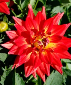 Dahlia Megaboom Fire Starter Plant 4-9