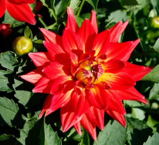 Dahlia Megaboom Fire Starter Plant 4-9" Tall in 4" Pot - Red Blooms - Live Plant Ship No Pot - Summer Flowers