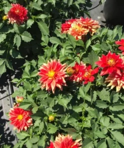Dahlia Megaboom Fire Starter Plant 4-9