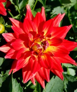 Dahlia Megaboom Fire Starter Plant 4-9