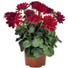 Dahlia Megaboom Raspberry Ice Starter Plant – 4-9″ Tall in 4″ Pot – Bright Blooms – Red Dahlia Live Plant – Ship No Pot