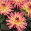 Dahlia Starter Plant 4-9" Tall in 4" Pot - Dahlia MegaBoom Passion Fruit Plant - Ship No Pot