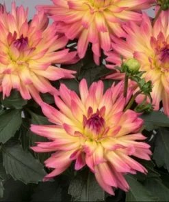 Dahlia Starter Plant 4-9