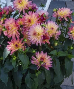 Dahlia Starter Plant 4-9