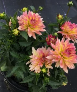 Dahlia Starter Plant 4-9