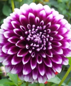 Dahlia Starter Plant 4-9