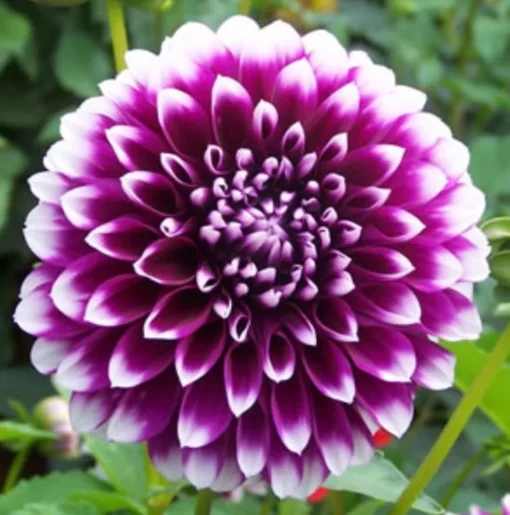 Dahlia Starter Plant 4-9" Tall in 4" Pot - Purple White - Flowering Plant - Ship No Pot