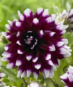 Dahlia Starter Plant 4-9