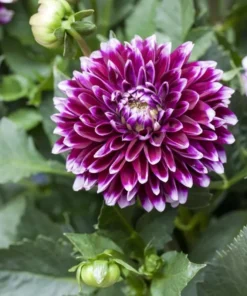 Dahlia Starter Plant 4-9