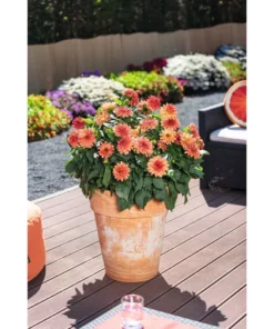 Dahlia Tabasco Starter Plant 4-9