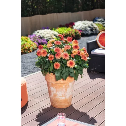 Dahlia Tabasco Starter Plant 4-9" Tall in 4" Pot - Orange-Red Blooms - Ship No Pot