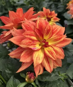 Dahlia Tabasco Starter Plant 4-9