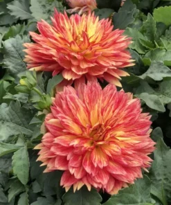 Dahlia Tabasco Starter Plant 4-9