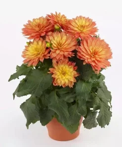 Dahlia Tabasco Starter Plant 4-9