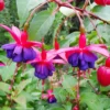 Dark Eyes Fuchsia Starter Plant 4-8" Tall in 4" Pot, Ship No Pot - Purple Fuchsia Flowers