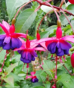 Dark Eyes Fuchsia Starter Plant 4-8" Tall in 4" Pot, Ship No Pot - Purple Fuchsia Flowers