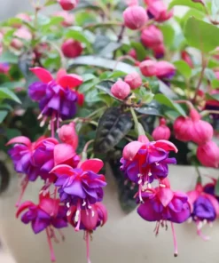 Dark Eyes Fuchsia Starter Plant 4-8