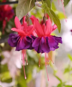 Dark Eyes Fuchsia Starter Plant 4-8