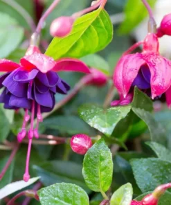 Dark Eyes Fuchsia Starter Plant 4-8