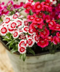 Dianthus Mix Starter Plants Set - 4 Inch Vibrant Colors - Ships Without Pot