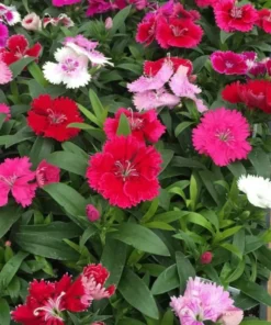Dianthus Mix Starter Plants Set - 4 Inch Vibrant Colors - Ships Without Pot