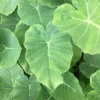 Doc Mung/Bac Ha Live Plant - Edible Colocasia Gigantea Taro Elephant Ear - Garden Ready