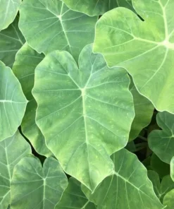 Doc Mung/Bac Ha Live Plant - Edible Colocasia Gigantea Taro Elephant Ear - Garden Ready