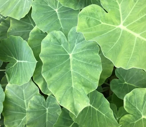 Doc Mung/Bac Ha Live Plant - Edible Colocasia Gigantea Taro Elephant Ear - Garden Ready