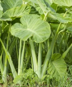 Doc Mung/Bac Ha Live Plant - Edible Colocasia Gigantea Taro Elephant Ear - Garden Ready