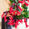 Live Lipstick Plant Curly Lipstick Plant in 2 Inches Pot Twisted Lipstick Aeschynanthus Plant Live Red Bloom Tropical Houseplant Basket Vine Plant Indoor Outdoor