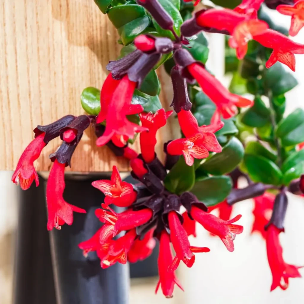 Live Lipstick Plant Curly Lipstick Plant in 2 Inches Pot Twisted Lipstick Aeschynanthus Plant Live Red Bloom Tropical Houseplant Basket Vine Plant Indoor Outdoor
