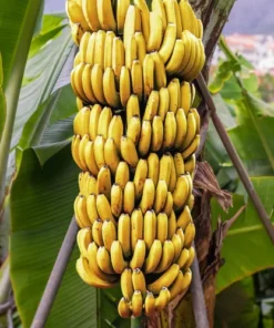 Dwarf Cavendish Banana Plant - 1 Gallon Pot - Tropical Fruit Tree