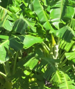 Dwarf Cavendish Bananas - Fresh, Sweet, Ripe, Ready to Eat!