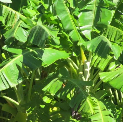 Dwarf Cavendish Bananas - Fresh, Sweet, Ripe, Ready to Eat!