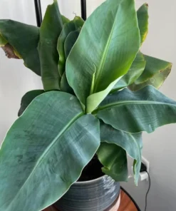 Dwarf Cavendish Bananas - Fresh, Sweet, Ripe, Ready to Eat!