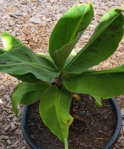 Dwarf Cavendish Bananas - Fresh, Sweet, Ripe, Ready to Eat!